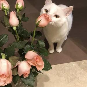 POrondrome重口另类
