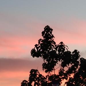 POrondrome重口另类
